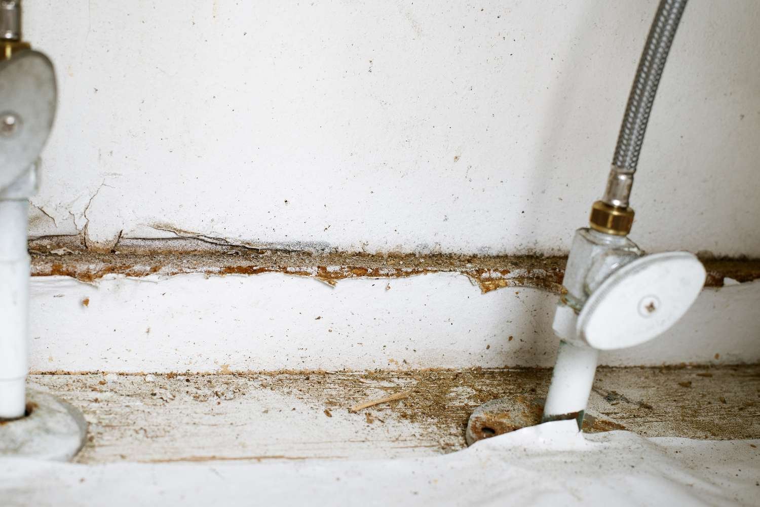 How to Tell If You Need a Mold Test in Your Home